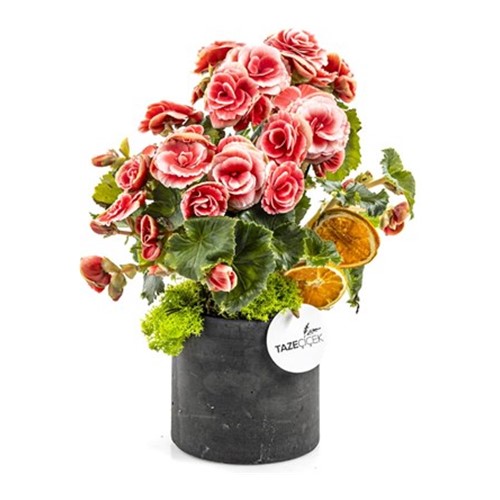 Candy Begonia