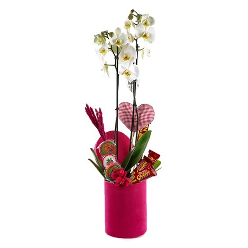Candy Orchids İn a Pink Box