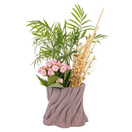 Chamaedorea Blossom Kalanşo Aranjmanı