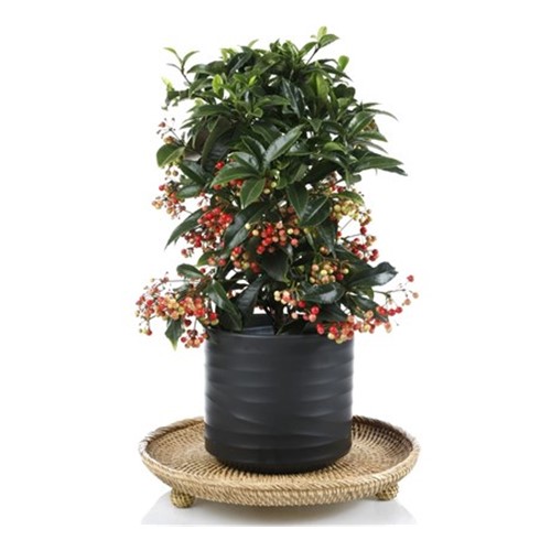 Christmas Plant Ardisia