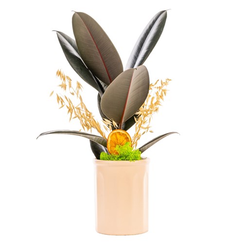 Citrus Charm Kauçuk Bitkisi