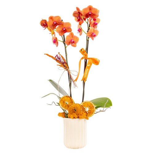 Citrus Flame Çiftli Turuncu Orkide