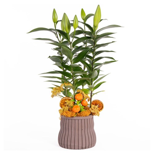 Citrus Lily Saksıda Lilyum