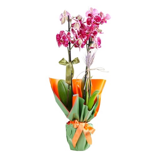 City Lights Orchid Çiçeği