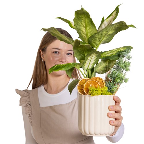 Classic Botanica Difenbahya Bitkisi