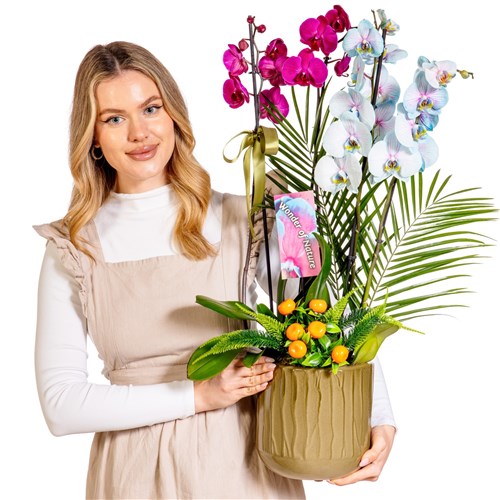 Color Fusion Orchid Premium Collection