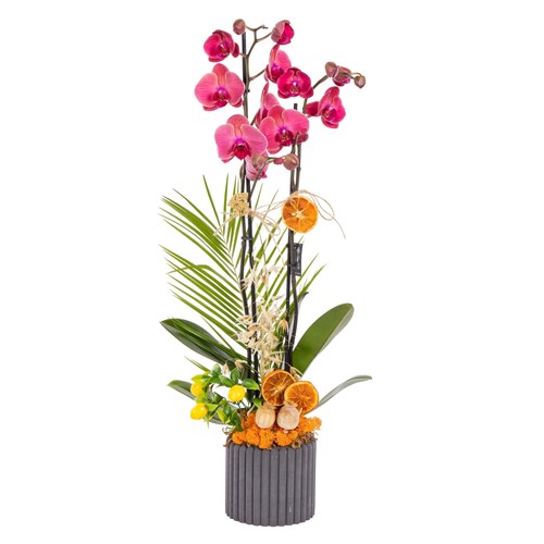 Concrete Bloom Seramikte Orkide