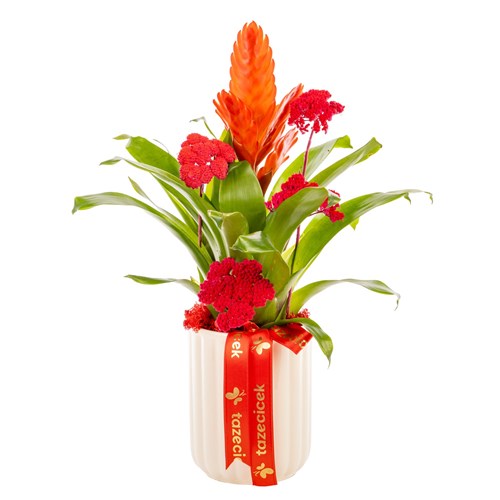 Coral Energy Bromelya