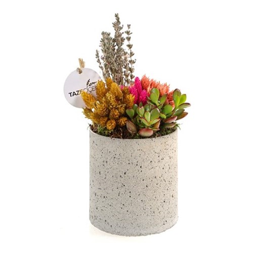 Coral+Teraryum