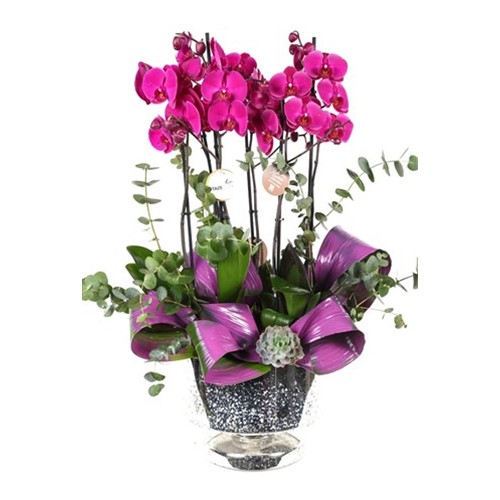 Creative Purple