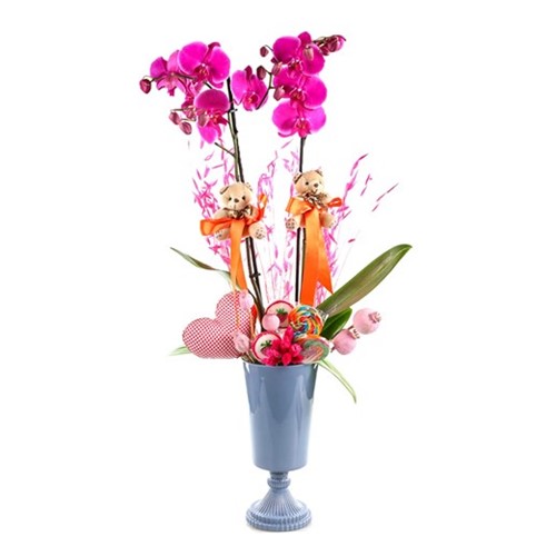 Cute Candy Orchid