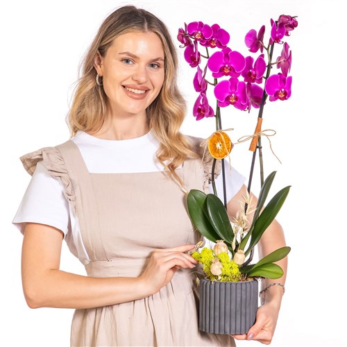 Dark Fuchsia Seramikte Orkide