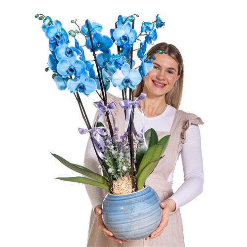 Deep Blue Premium Orkide