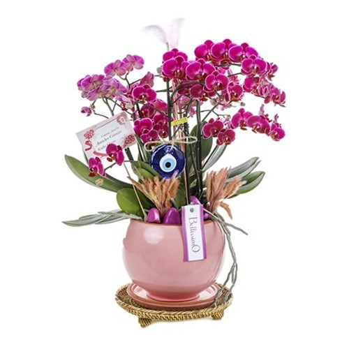 Delux Fuchsia Orchid