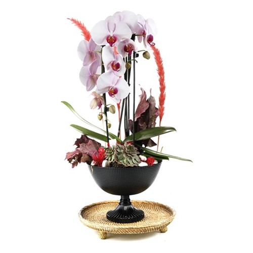 Deluxe Curling Orchid