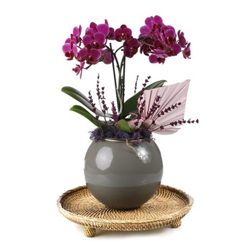 Deluxe Purple Midi Orchid