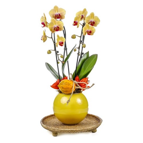 Deluxe Yellow Curly Orchid
