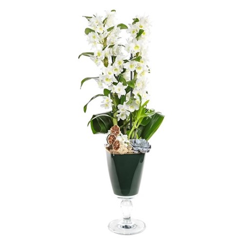 Dendrobium Of Amazon