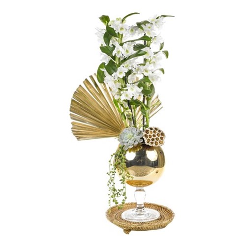 Dendrobium Of Gold