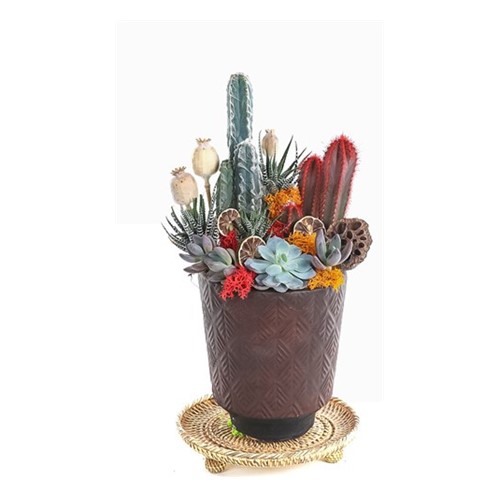 Desert Effect Garden