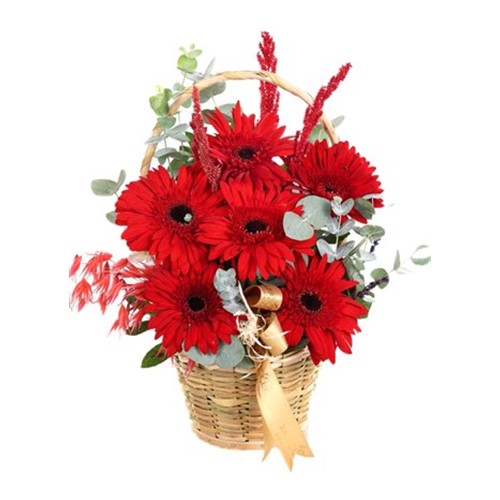Dewdrop Bliss Kırmızı Gerbera Aranjmanı