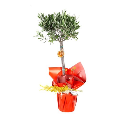 Doğa Harikası Zeytin Ağacı 100cm