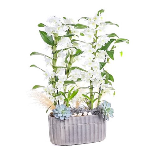 Double White Dendrobium