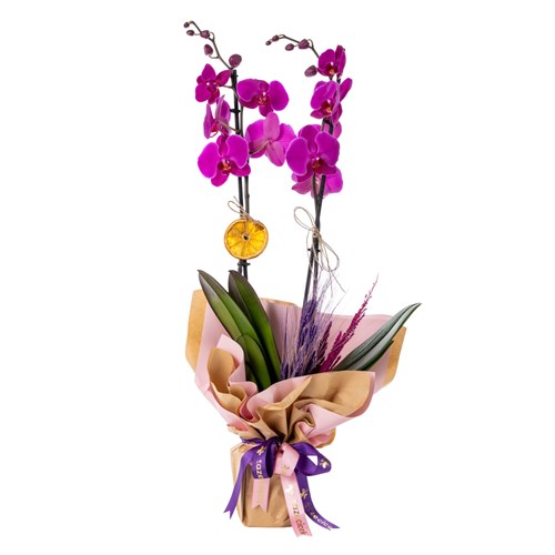 Electric Charm Orkide