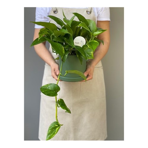Epipremnum+Aureum+(Pothos+Salon+Sarma%c5%9f%c4%b1%c4%9f%c4%b1)