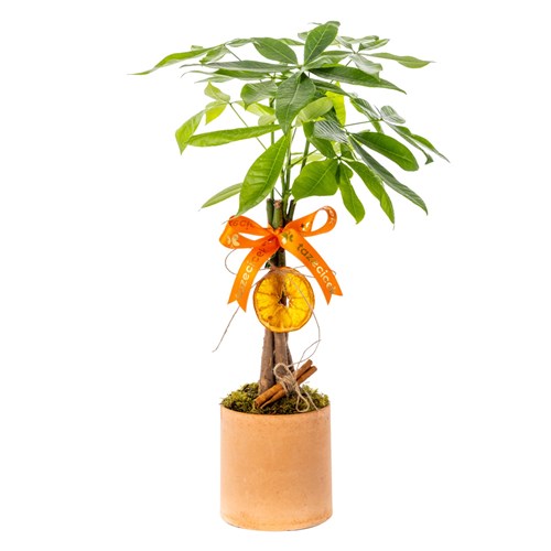 Ever Charm Pachira Para Ağacı
