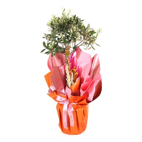 Evergreen Tree-60cm Zeytin Ağacı