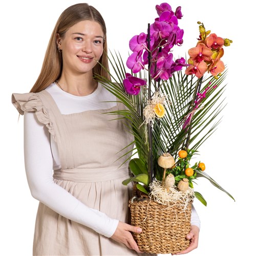 Exotic Color Orchid Symphony