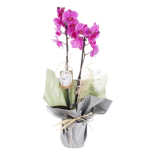 Exotic Premium Mor Orkide