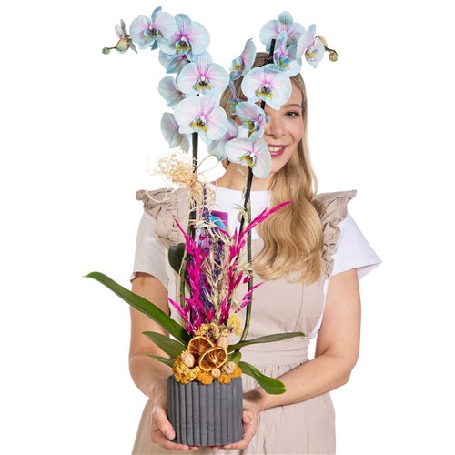 Fairy Blush Renkli Orkide