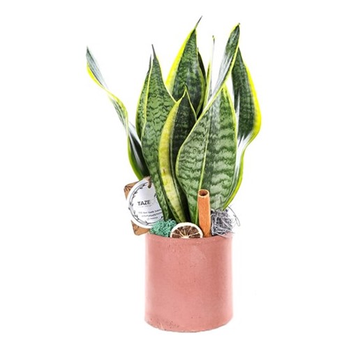 Fire Marble Sanseveria Bitkisi