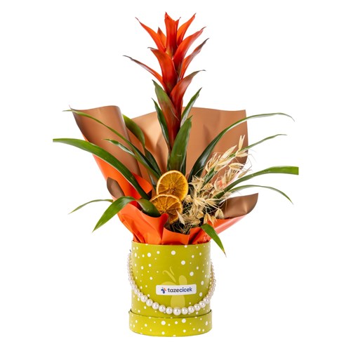Flame Star Guzmania