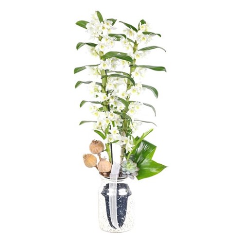 Flawless Dendrobium