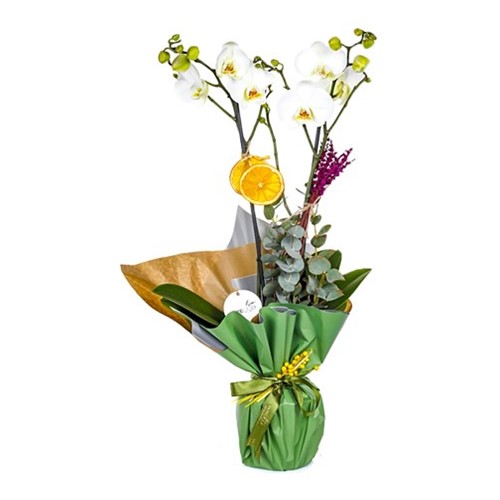 For You Best Orkide