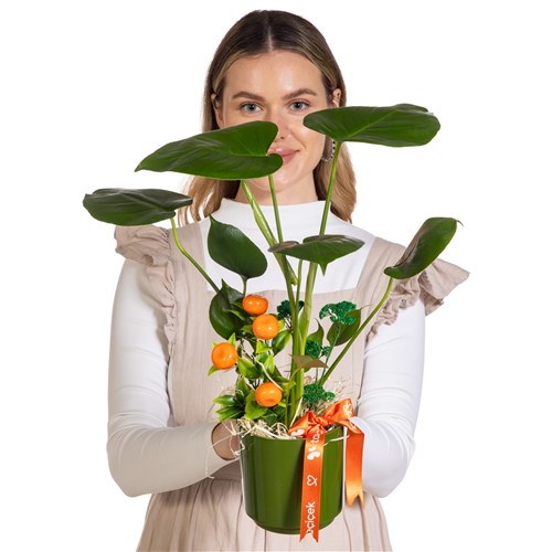 Forest Green Mini Monstera Bitkisi