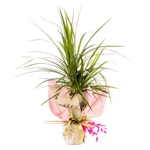 Fresh Spirit Marginata
