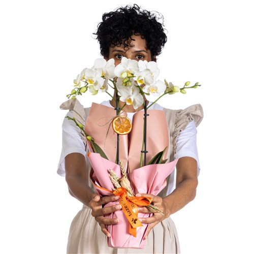 Frosty Bloom Midi Orkide