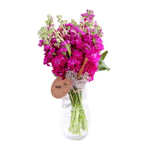 Fuchsia Mis Kokulu Şebboylar