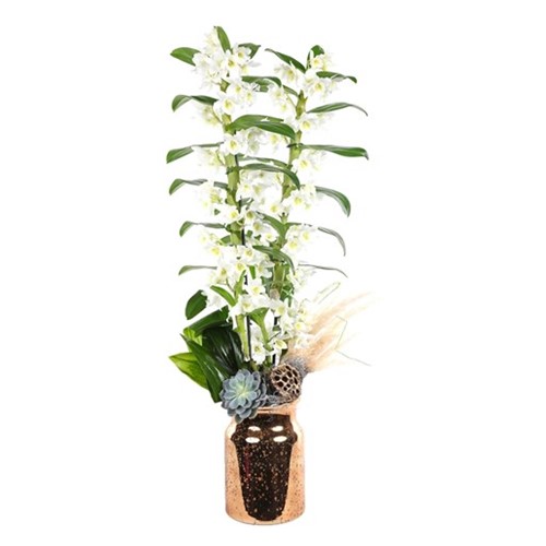 Glory Dendrobium