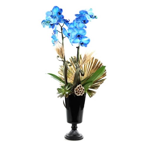 Golden Blue Orchid
