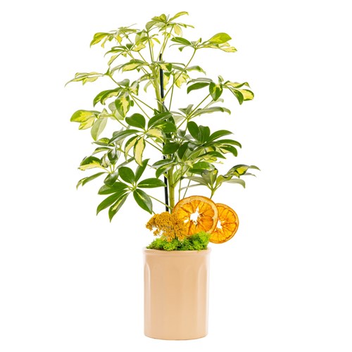 Golden Harmony Şeflera Bitkisi