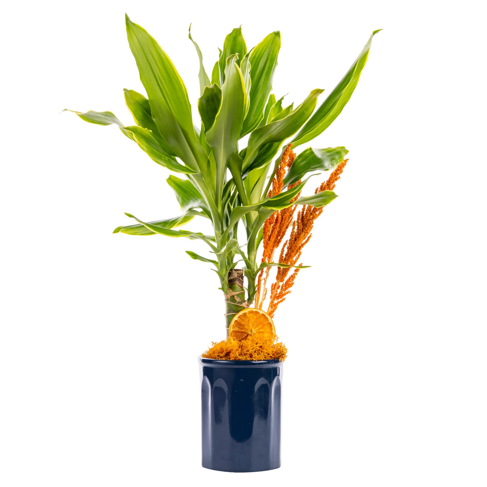 drachenbaum lemon lime pflege Dracaena Lemon Lime  Drachenpflanze  150 cm  30 cm  Planten247.nl