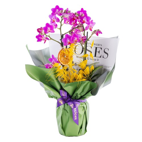 Golden Touch Orkide