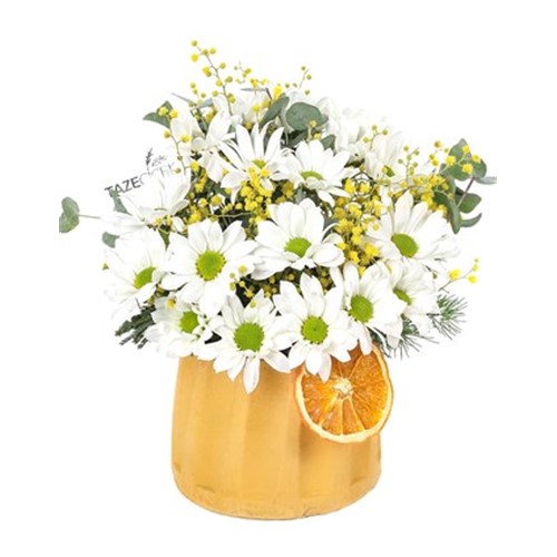 Good Morning Daisy - Papatya