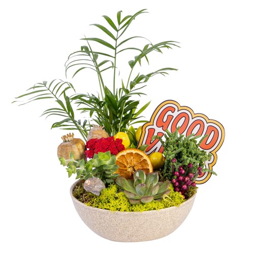 Good Vibes Jungle Sukulent