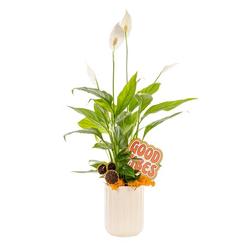 Good Vibes Peace Lily Barış Çiçeği